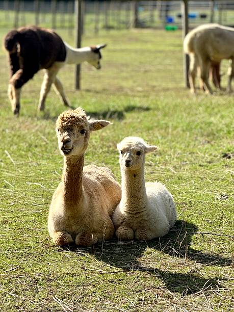 Two Alpacas, Mother And Cria, Northamptonshire, England