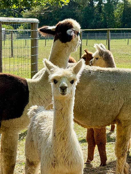 istock Young Alpaca, Northamptonshire, England 2237887922