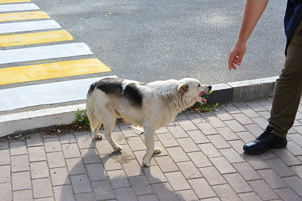 istock a man in the street is feeding a stray dog 2237888077