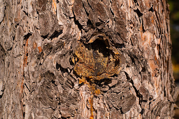 A detailed close-up of tree bark reveals rugged textures, cracks, and natural brown tones. This macro shot emphasizes the organic pattern leaked resin and rustic beauty found in nature