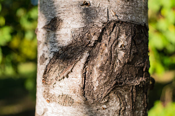 Close-up of birch tree bark with natural texture and peeling patterns, Detailed view of white trunk surface with cracks and scars in sunlight, Concept of forestry, ecology and organic background design