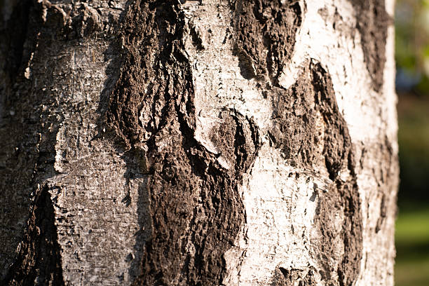 Close-up of birch tree bark with natural texture and peeling patterns, Detailed view of white trunk surface with cracks and scars in sunlight, Concept of forestry, ecology and organic background design