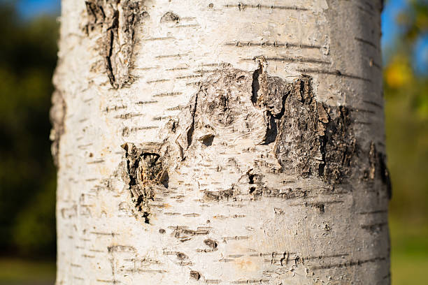 A close up of a tree bark with a lot of dirt and moss on it. The bark is old and has a lot of texture