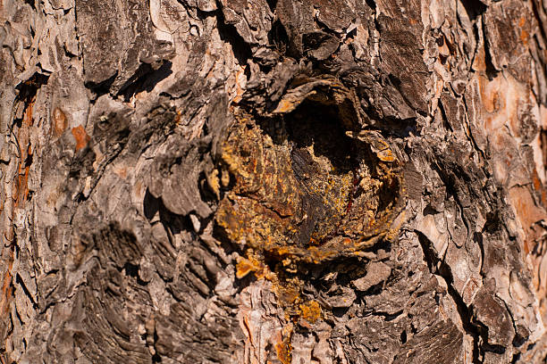 A detailed close-up of tree bark reveals rugged textures, cracks, and natural brown tones. This macro shot emphasizes the organic pattern leaked resin and rustic beauty found in nature