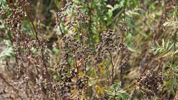 istock Dried Wildflowers with Seed Heads 2237890173
