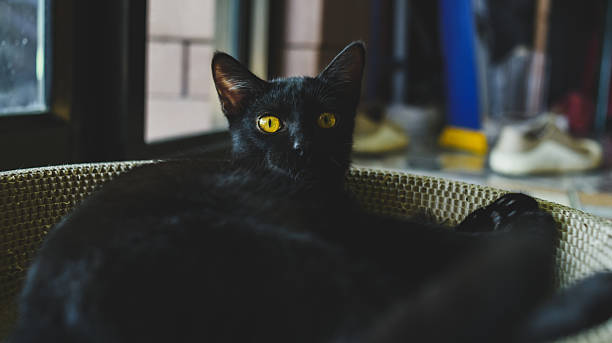 istock Black cat with glowing eyes resting on dark fabric. 2237891606