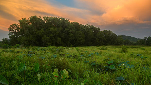 istock Evening sunset over a lush green field with trees in the background. 2237891869
