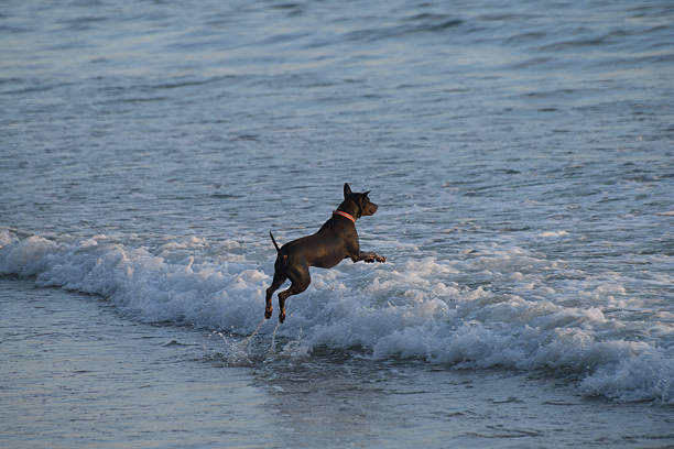 istock Playful Thai dog splashing in sea waves on a sandy beach. 2237892573