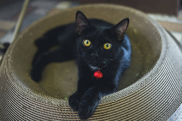 A black cat wearing a red collar sitting in a basket. Perfect for pet, animal, and feline portrait themes.