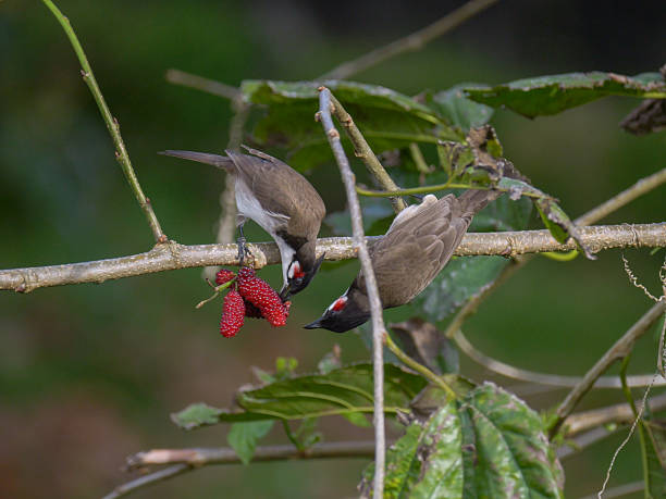 Red Whiskered Bulbul birds - Pycnonotus Jocosus - eating ripe red blackberries on tree in Mauritius
