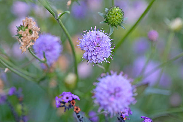 istock Purple ball Succisa Pratensis, Devil's Bit Scabious, in flower. 2237894118