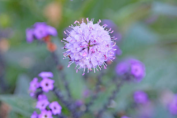 Purple ball Succisa Pratensis, Devil's Bit Scabious, in flower.