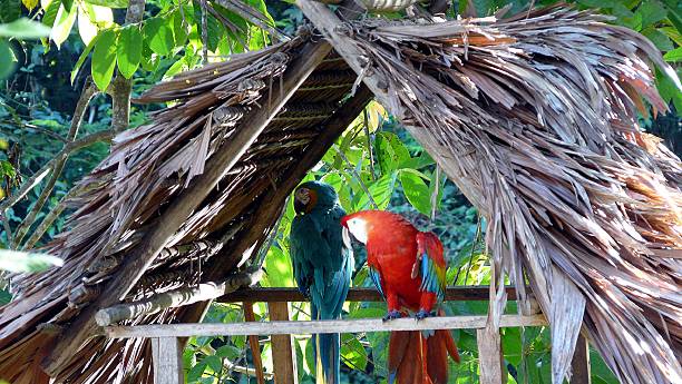Pair of Macaws in the Amazon River, Iquitos, Peru