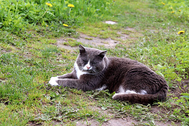 Adorable grey and white cat lying on a carpet, licking its lips and looking up
