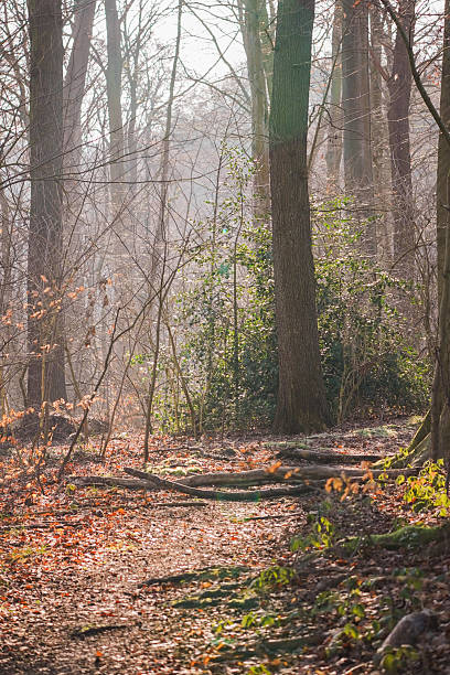 istock Sunny slightly foggy day 2237899637