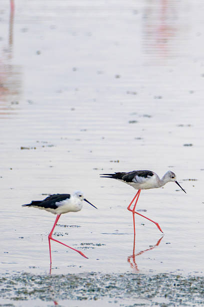 istock Storks Wading Through Shallow Water at a Wetland During a Calm Afternoon 2237901379