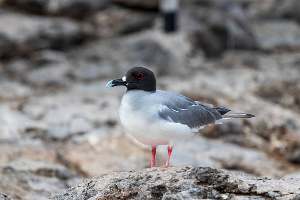 istock swallow tailed gull in profile galapagos red circle around eye 2237901396