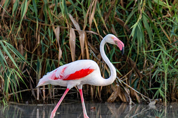 istock Flamingo Wading Through Shallow Water Surrounded by Greenery at Sunset on a Tranquil Evening 2237901397