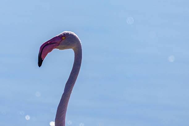 A tall flamingo is captured near calm blue water, showcasing its long neck and vibrant beak. The scene is peaceful, illuminated by bright midday light, perfect for wildlife viewing.