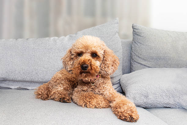 istock Cute brown poodle dog resting on comfortable sofa, copy space 2237901449