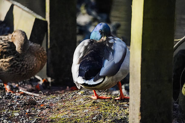 istock Duck resting near lake 2237902597
