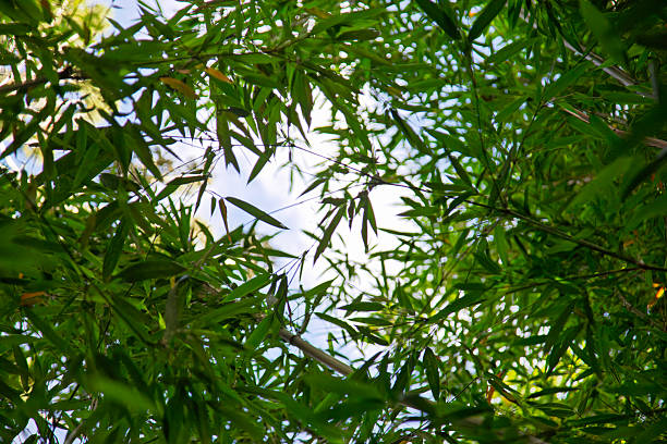 istock The lush green bamboo forest, sunlight penetrating through the branches 2237902861