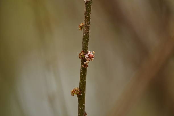 istock Oreocnide fruticosa is an endangered deciduous shrub native to Korea, mainly Bi-yang Island in Jeju, with elongated branches, tail-shaped leaves, and reddish flowers. Photographed in Korea. 2237903733