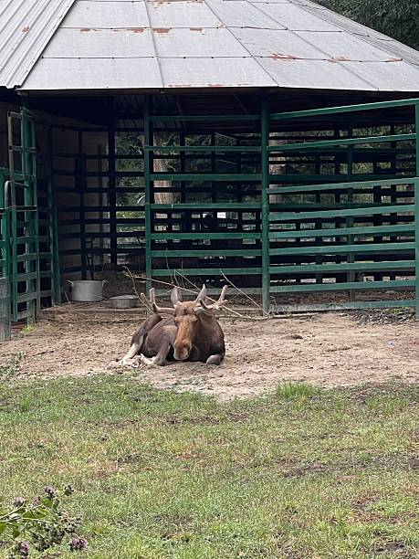 istock The tired moose wants to go home 2237904226