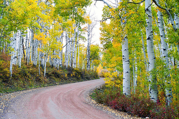 istock Country Dirt Road Path Through Autumn Aspen Trees 2237905235