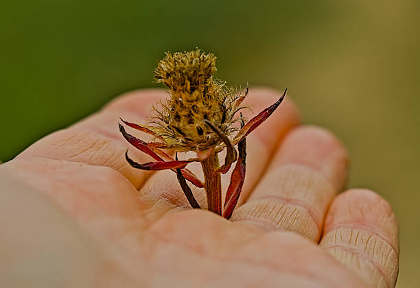 Close-up of a Biden saffron plant, also known as cardamom, held between the fingers of an open hand, showing leaves and natural texture.