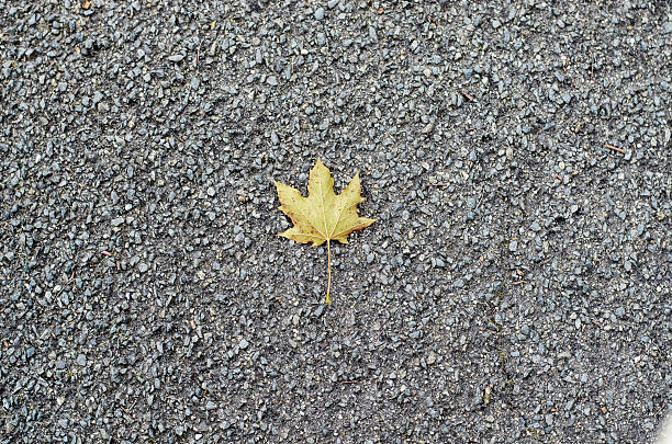 istock Single Pale Yellow Maple Leaf Against a Uniform Dark Gravel Background 2237905380