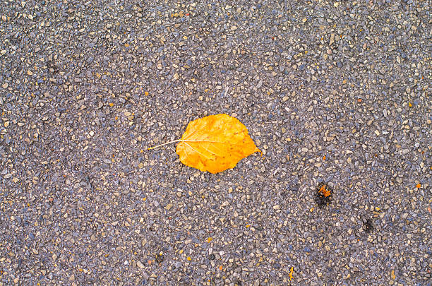 Single Bright Orange Autumn Leaf on Dark Gray Gravel Pavement
