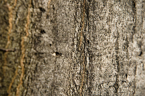 istock European hornbeam 2237905431
