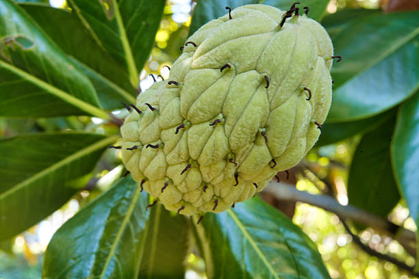 Macro photography of the seed pod of a Magnolia grandiflora in Italy