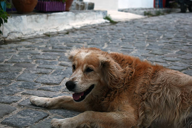 istock Cute dog lying on a stony village road 2237906022