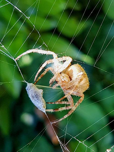istock Close-Up of a White Leaf-Curling Spider Wrapping Its Prey in a Web 2237906432