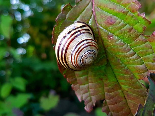 Close-up of a beautifully striped snail shell resting on a colorful autumn leaf in nature. The image shows the fine shell texture, natural tones, and harmonious color contrast between the warm autumn leaf and the cool green-blue background, creating a soft, peaceful atmosphere.