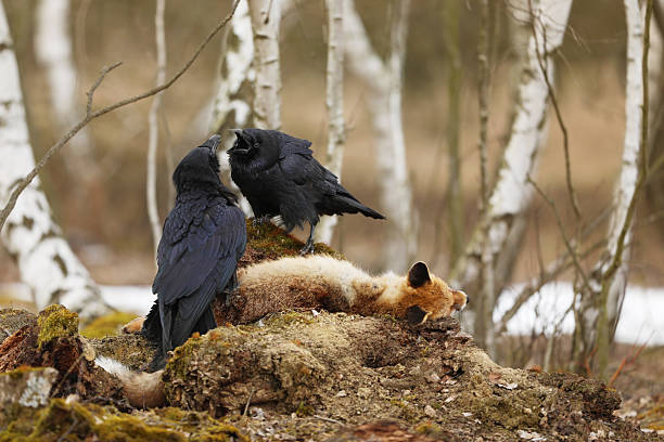 istock Common ravens fight together in birch forest in spring. Czech republic, Central Bohemia. 2237908923