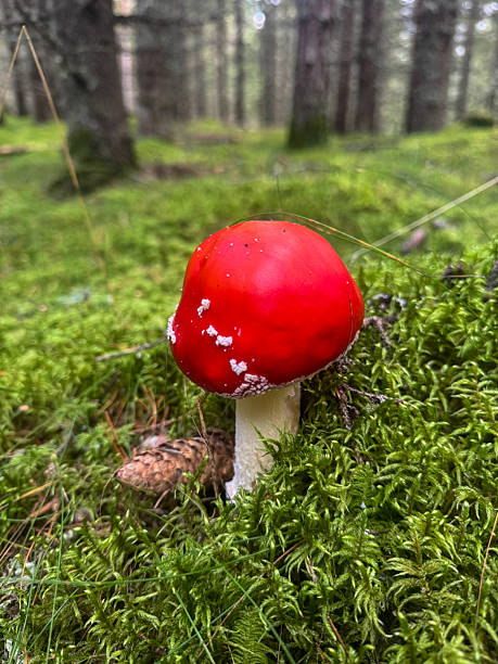 istock Fly agaric mushroom on lush moss in conifer forest, vivid red cap with white flecks, macro close-up nature background 2237909082