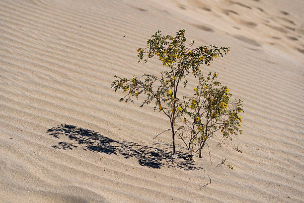 Mesquite Flat Sand Dunes in  Death Valley National Park in California.