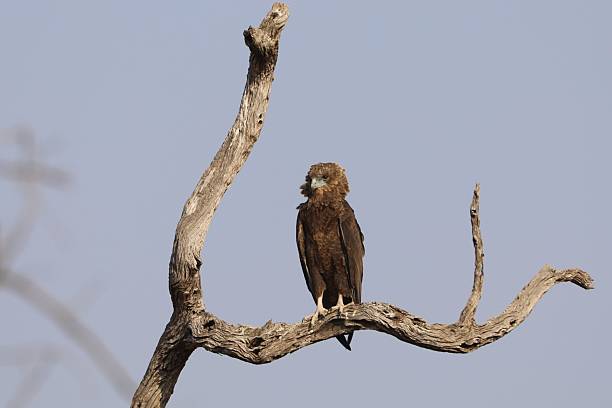 istock Bateleur eagle perched on dry tree branch in Kruger National Park 2237910061