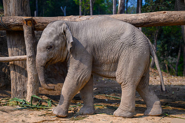 A young elephant reaching towards the camera with his trunk