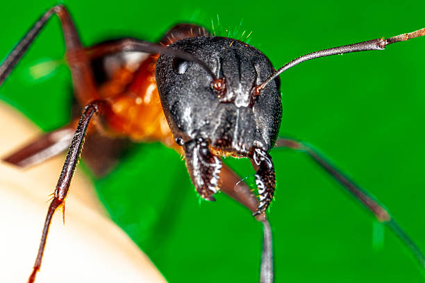 A big black ant on a white background