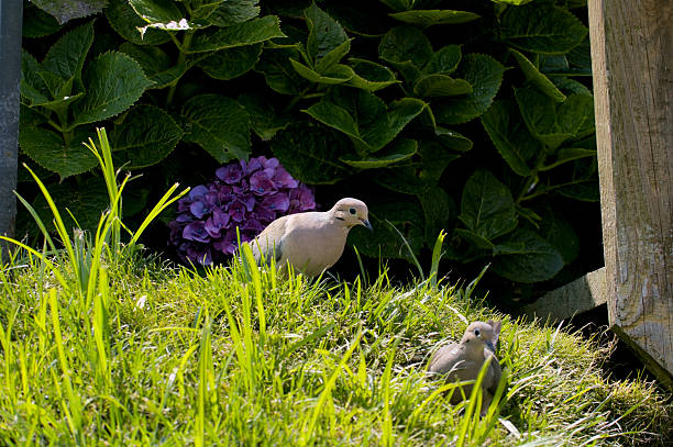 istock Two small birds are walking through a grassy area. 2237914048