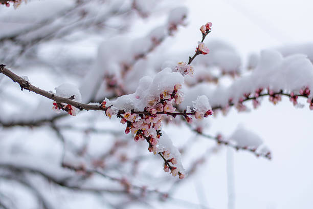 istock Snow covered plum blossom branch in winter 2237914642
