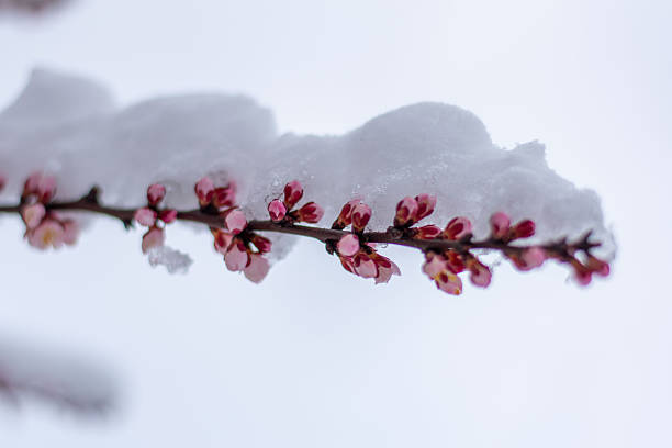istock Snow covered plum blossom branch in winter 2237914663