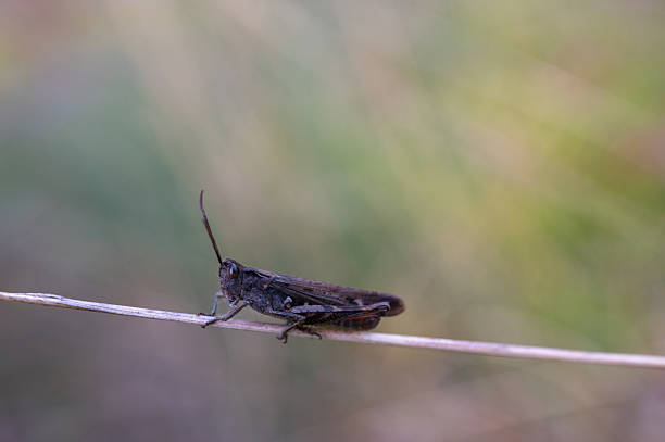 Macro shot of a brown grasshopper perched on dry grass stem with blurred natural background.