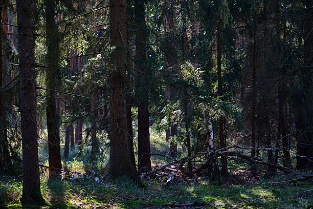 A serene forest interior filled with towering pines and soft, filtered sunlight. The forest floor is dotted with moss, fallen branches, and green undergrowth, conveying calm, solitude, and a connection to nature. Ideal for nature, outdoor, and tranquility themes in stock collections.