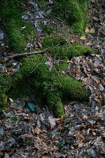 A richly textured forest floor shows vibrant green moss spreading over stones and soil, interwoven with brown leaf litter, twigs, and small branches. The scene conveys a damp, tranquil woodland atmosphere rich in natural detail, perfect for nature, ecology, and outdoor trekking contexts.