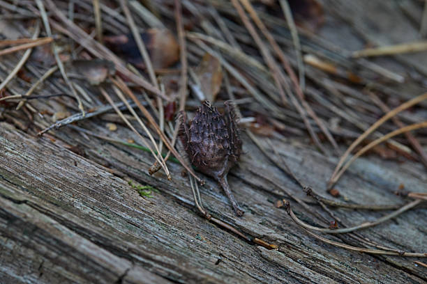 A close-up shot features a dry, spiky leaf resting on weathered wood, surrounded by pine needles and a beechnut shell. The scene evokes a calm, autumnal mood with natural textures and earthy tones, highlighting the beauty of forest floor details and decay in nature.